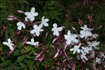 Jasminum officinale L.