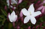 Jasminum officinale L.