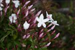 Jasminum officinale L.