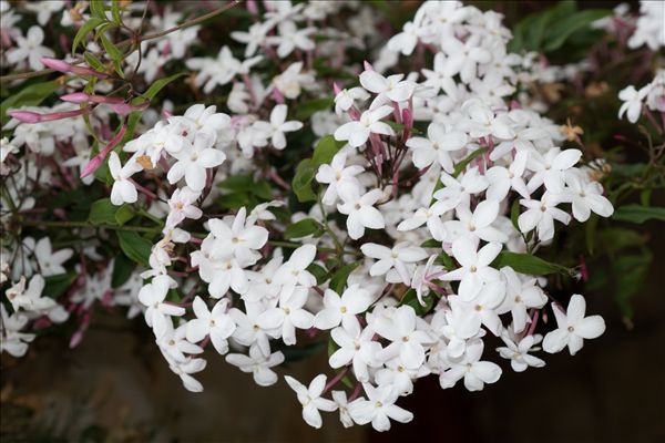 Jasminum officinale L.