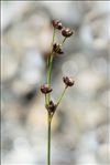 Juncus alpinoarticulatus Chaix subsp. alpinoarticulatus
