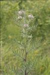 Cirsium eriophorum (L.) Scop. subsp. eriophorum