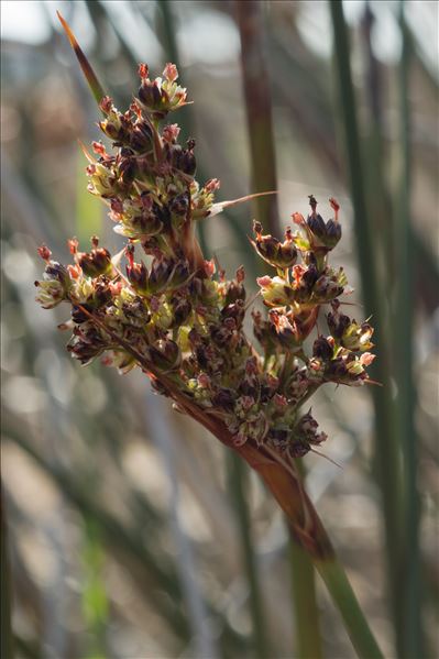 Juncus maritimus Lam.