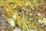 Juncus triglumis L.