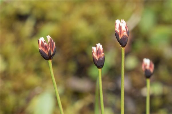 Juncus triglumis L.