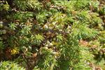 Juniperus communis subsp. nana (Hook.) Syme