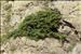 Juniperus communis subsp. nana (Hook.) Syme