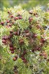 Juniperus oxycedrus subsp. macrocarpa (Sm.) Ball