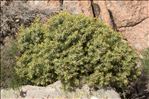 Juniperus oxycedrus subsp. macrocarpa (Sm.) Ball