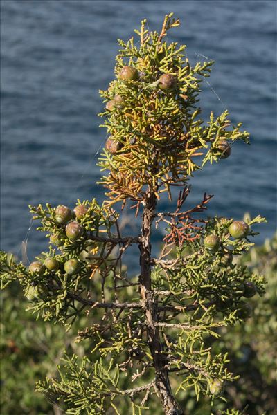 Juniperus phoenicea L. subsp. phoenicea