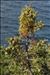 Juniperus phoenicea L.