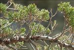 Juniperus sabina L.