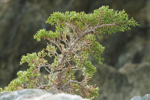 Juniperus sabina L.