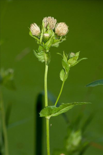 Cirsium oleraceum (L.) Scop.