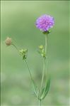 Knautia dipsacifolia (Host) Kreutzer