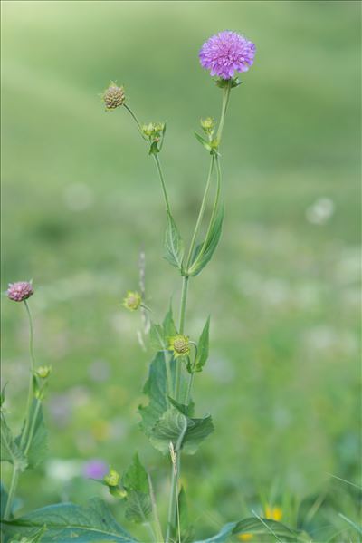 Knautia dipsacifolia (Host) Kreutzer