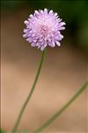 Knautia dipsacifolia (Host) Kreutzer