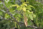 Laburnum alpinum (Mill.) Bercht. & J.Presl