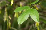 Laburnum alpinum (Mill.) Bercht. & J.Presl