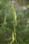 Laburnum alpinum (Mill.) Bercht. & J.Presl