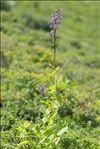 Lactuca alpina (L.) A.Gray