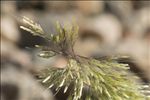 Lamarckia aurea (L.) Moench