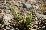 Lamarckia aurea (L.) Moench