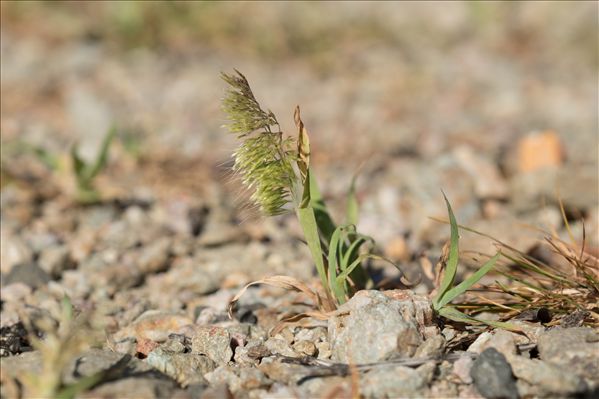Lamarckia aurea (L.) Moench