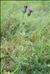 Cirsium vulgare (Savi) Ten. subsp. vulgare