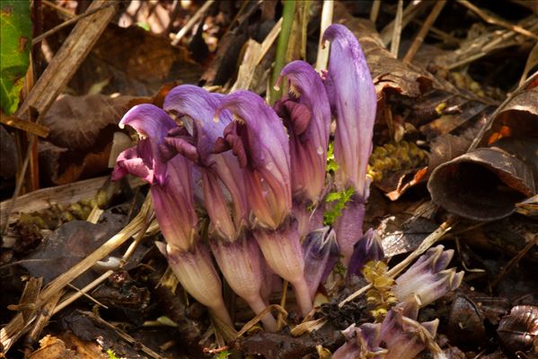 Lathraea clandestina L.