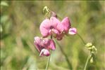 Lathyrus heterophyllus L.