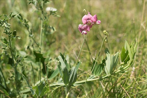 Lathyrus heterophyllus L.