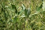 Lathyrus heterophyllus L.