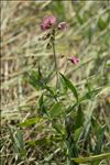 Lathyrus heterophyllus L.
