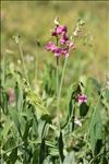 Lathyrus heterophyllus L.