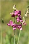 Lathyrus heterophyllus L.