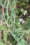 Lathyrus heterophyllus L.