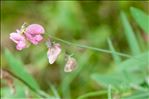 Lathyrus heterophyllus L.