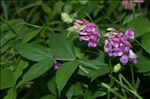 Lathyrus venetus (Mill.) Wohlf.