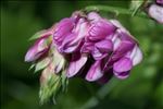 Lathyrus venetus (Mill.) Wohlf.