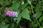 Lathyrus venetus (Mill.) Wohlf.