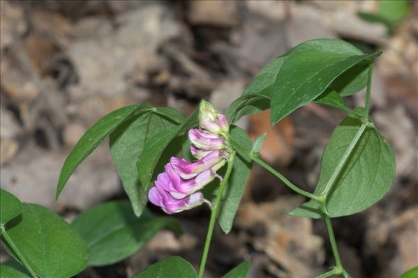 Lathyrus venetus (Mill.) Wohlf.