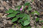 Lathyrus venetus (Mill.) Wohlf.