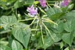 Lathyrus venetus (Mill.) Wohlf.