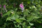 Lathyrus venetus (Mill.) Wohlf.
