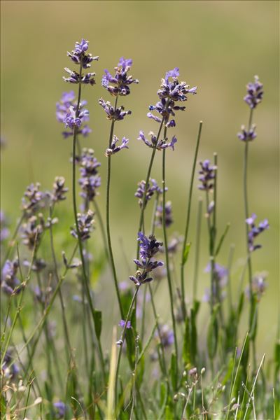 Lavandula angustifolia Mill.