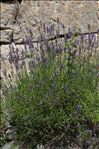 Lavandula angustifolia Mill. subsp. angustifolia