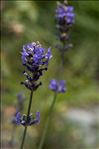 Lavandula angustifolia subsp. pyrenaica (DC.) Guinea