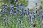 Lavandula angustifolia subsp. pyrenaica (DC.) Guinea