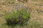 Lavandula angustifolia Mill. subsp. angustifolia